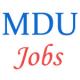 Various jobs of Professor in Maharshi Dayanand University (MDU)