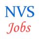 Various Jobs in Navodaya Vidyalaya Samiti (NVS)