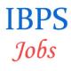 IBPS Vth CWE for Rural Bank Officer and Office-Assistant