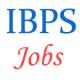 IBPS Vth CWE for Rural Bank Officer and Office-Assistant