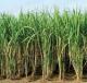 Sugarcane FRP hiked by 10 rupees by Union Government for 2014-15